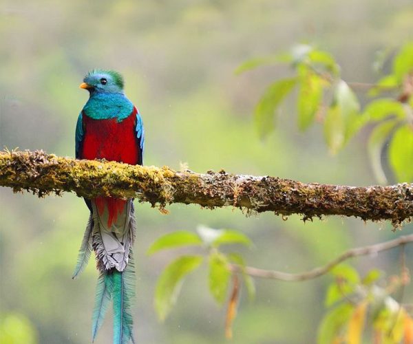 Biotopo-del-Quetzal-Guatemala