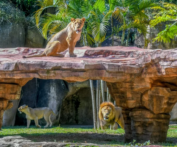 Zoologico_Leones Zoologico