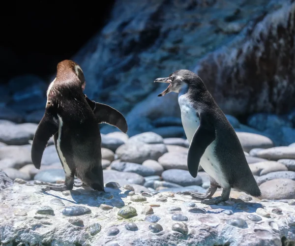 Zoologico_Pinguinos Zoologico