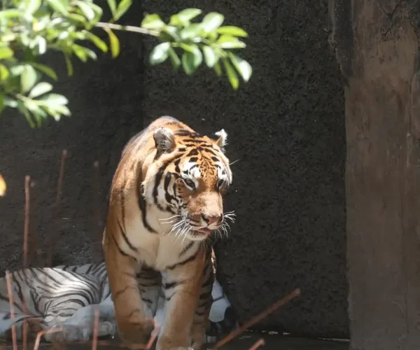 Zoologico_Tigres Zoologico
